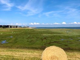 Have by salt marshes