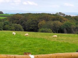 Sheep