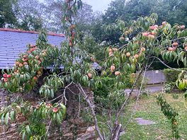 Fruit trees