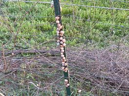 Snails