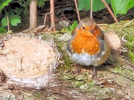 Several robins to watch hop around finding worms every day