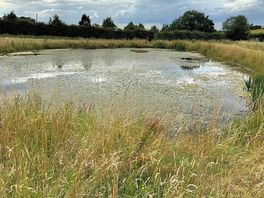Pond