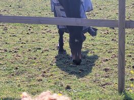 Lovely horse on the field at the back of our caravan
