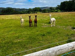 Alpacas