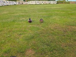 Daily duck visitor