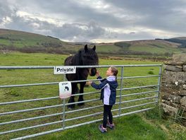 Horses