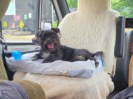 Happy dog