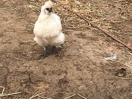 Fluffy chicks