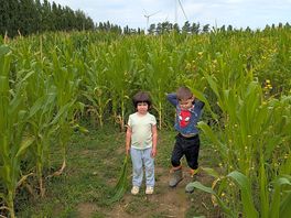 Maize maze