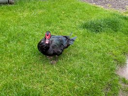 Resident muscovy ducks