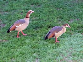 Some wild geese on site