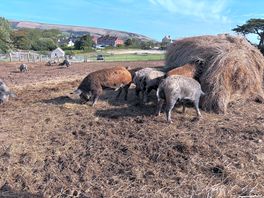 Our cute piggy neighbours