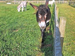 One of the super friendly donkies!