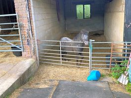 You see so many cute horses