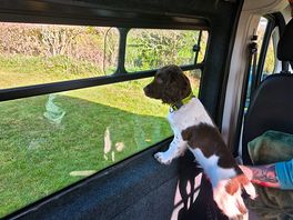 Springer spaniel puppy enjoying the view