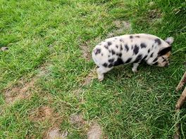Piglet