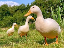 Friendly ducks at the fishing lake