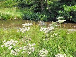 Beautiful wildlife haven. red kites, buzzards, swifts, house martins.