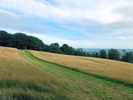 Cut grass