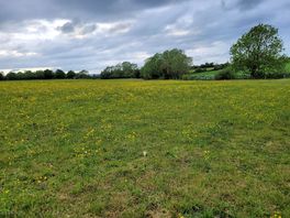 Local dog walk