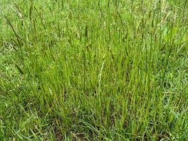 An example of the plant life growing in the grassed area where you are meant to put your awning!