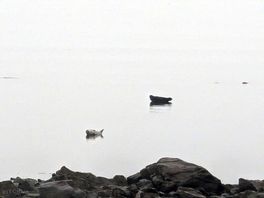 Seals in the bay