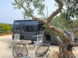 Olive trees