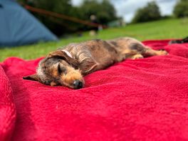 Bonnie having a little snooze after a long walk/run around the field
