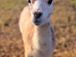 The alpaca