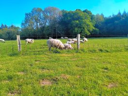 Morning visitors
