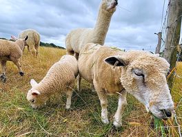 Sheep and alpaca