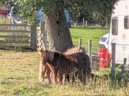 Horses on site