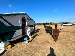 Alpacas free roaming all night and day, so cute!