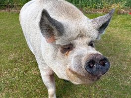 This little piggy came right next to us to say good morning