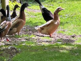 More ducks