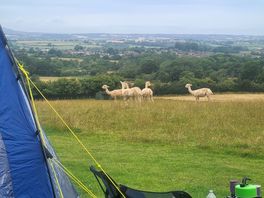 Alpacas and tent
