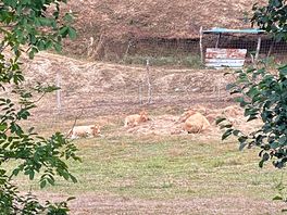 Animales