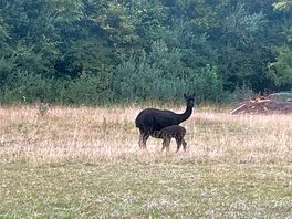 Owners alpacas …