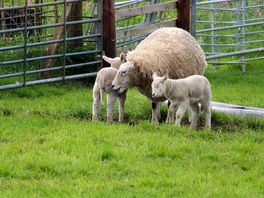 More sheep