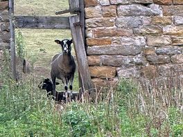 Room with a ewe!
