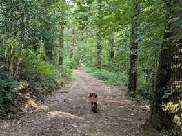 Lovely woodland walks straight from the campsite