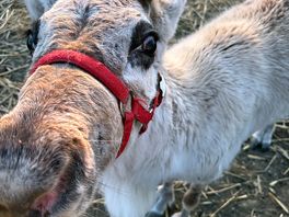Reindeer