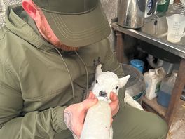 Most gorgeous little lambs.