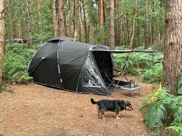 Forest relaxation