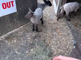 Lambs