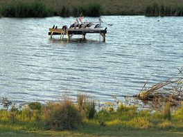 Bird life around the lake