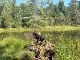 Our dog enjoying the lake area!