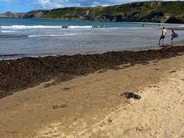 Local bay