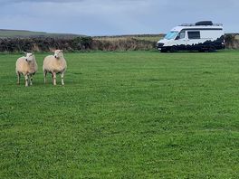 Sheep in fields