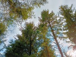 Local walk